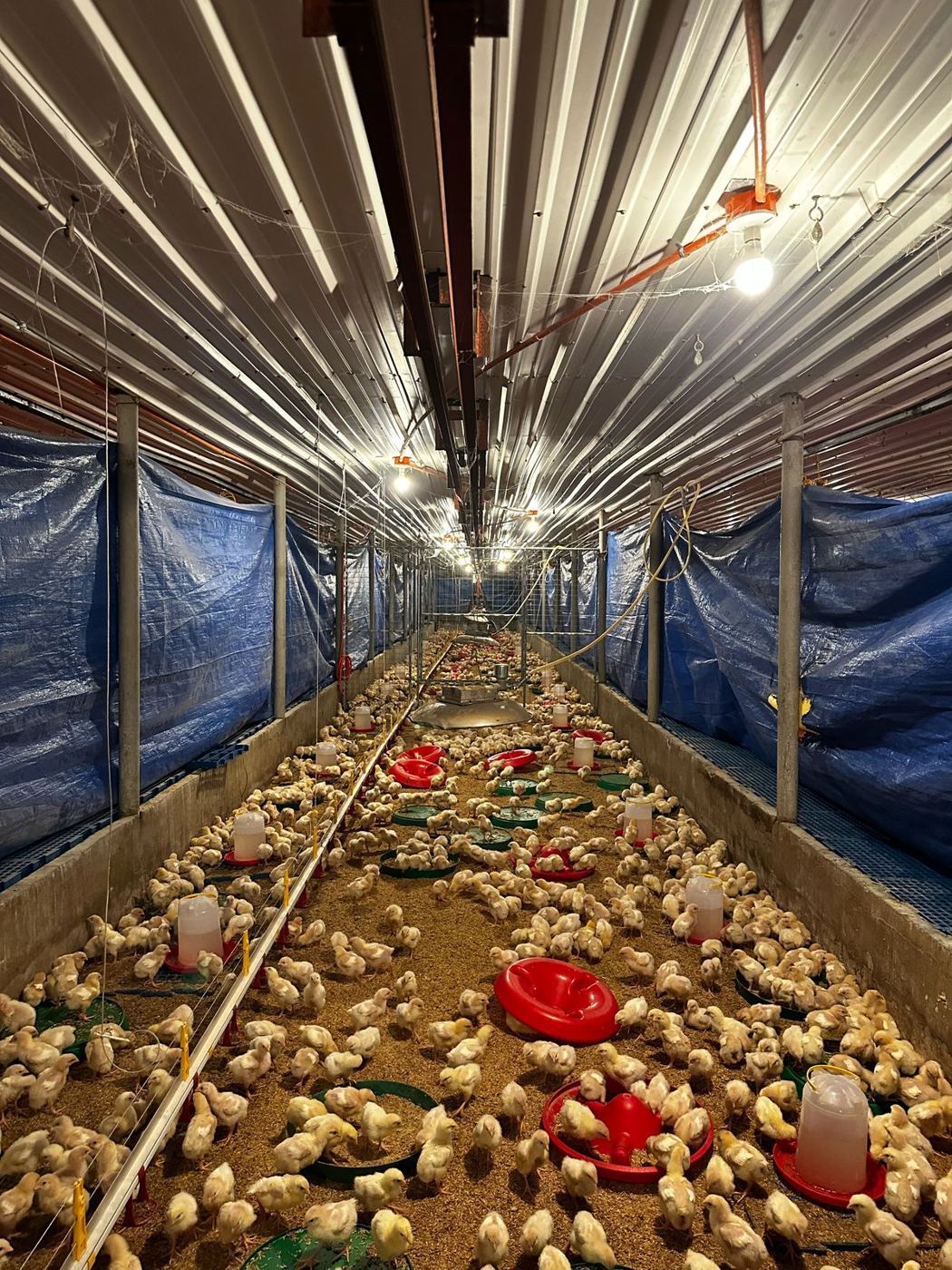 Brooding heat where the chicks are