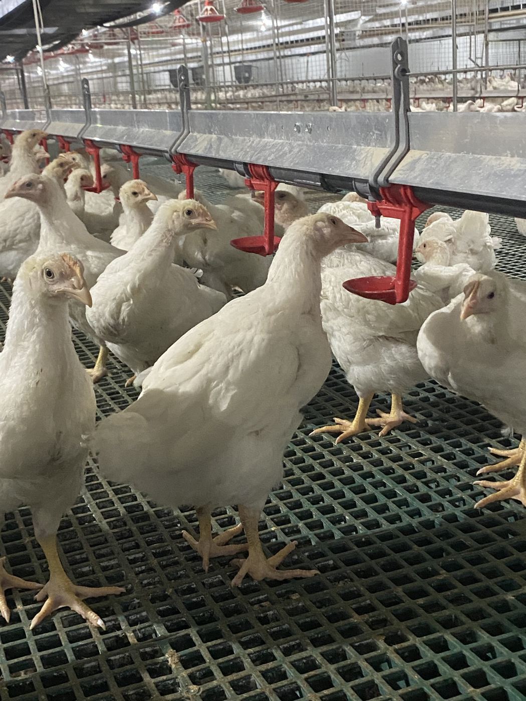 Water against feed, every day