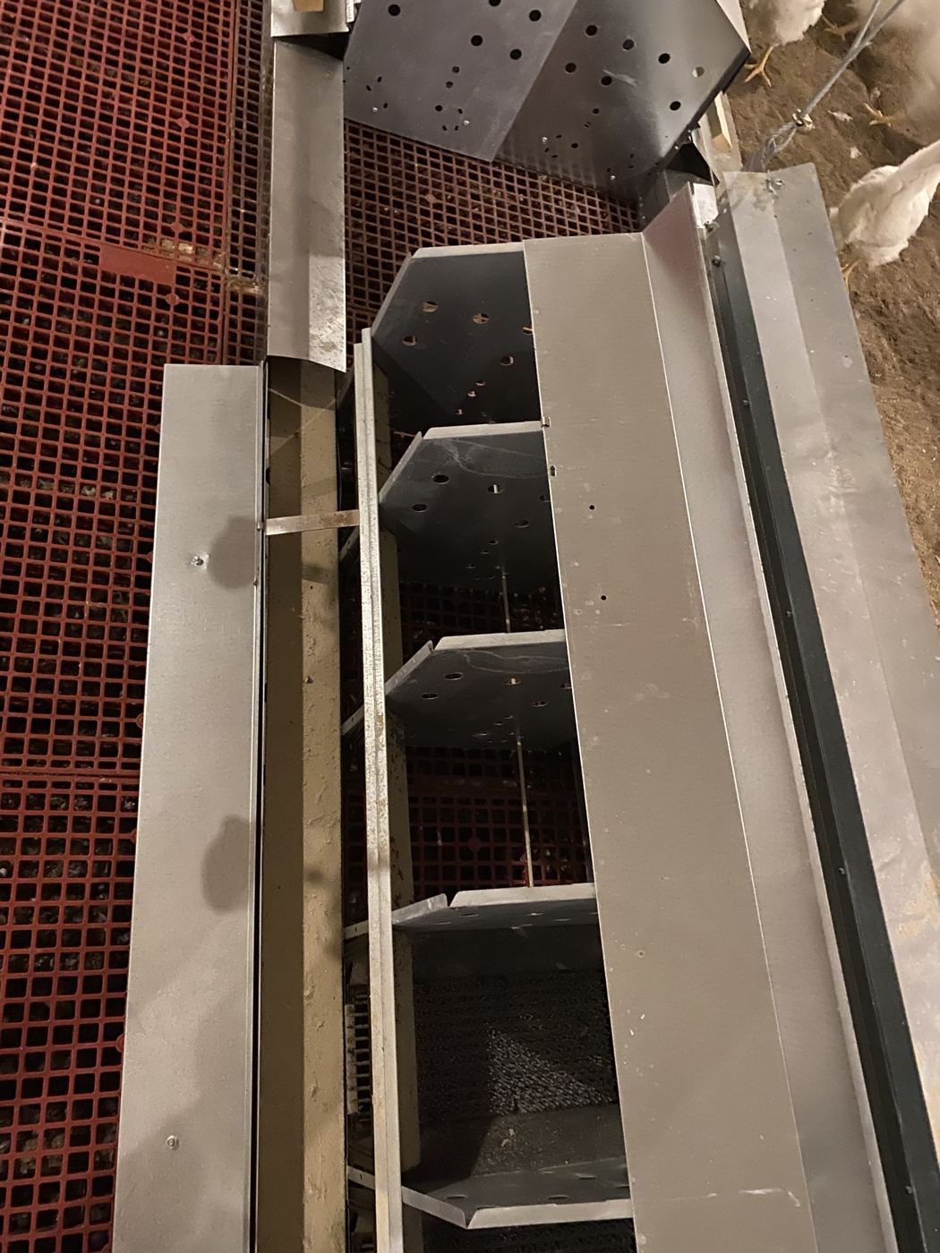 Chore-Time side-belt nests in an AFI breeder house