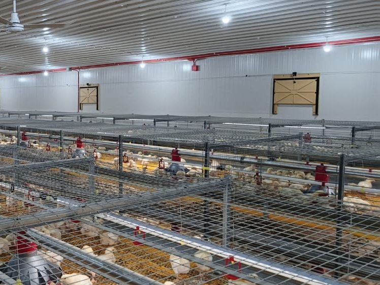 TPI Omniflux side wall inlets above multi-tier broiler cages