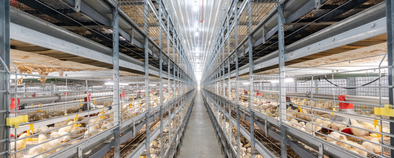 VALLI Broiler Best multi-tier cages